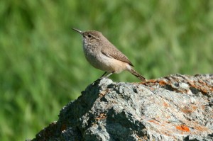 rock-wren1