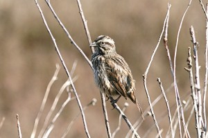 song-sparrow1[1]