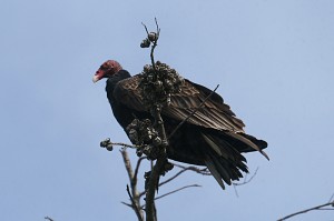 turkey-vulture1