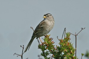 white-crowned-sparrow1