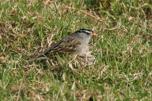 white-crowned-sparrow2