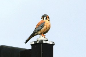 American Kestrel8