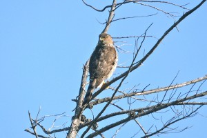 Cooper's Hawk_IMG_8979 (2)