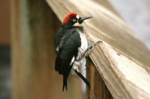 acorn-woodpecker1