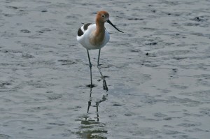 american-avocet3