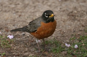 american-robin1