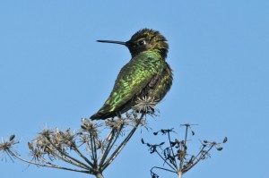 anna´s-hummingbird1