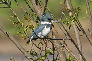 belted-kingfisher1