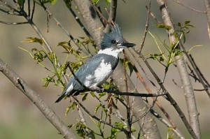 belted-kingfisher2