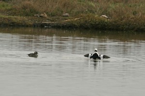 buffelhead1