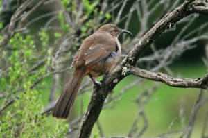 california-thrasher1