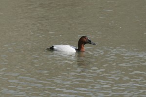 canvasback1