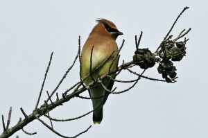 cedar-waxwing1