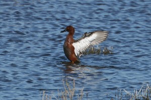 cinnamon-teal1