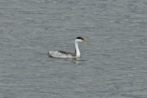 clarkcsgrebe2