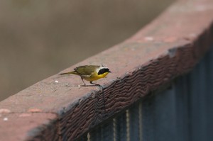 common-yellowthroat1