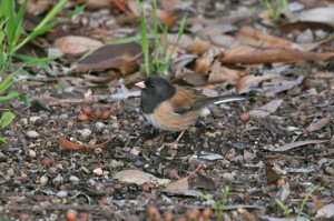 dark-eyed-juncooregon1