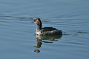 eared-grebe1