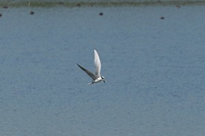 foster's-tern1