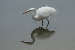 great-egret1