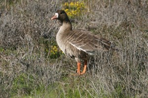 great-white-fronted-goose1