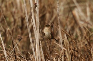 marsh-wren1