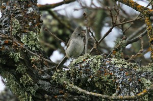 oak-titmouse1