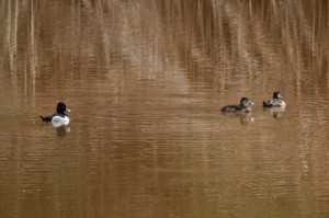 ring-necked-duck1