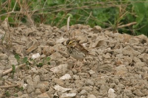 savannah-sparrow1