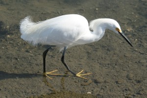 snowy-egret1