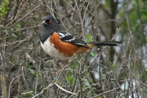 spotted-towhee1