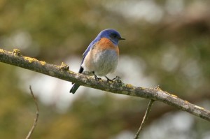 western-bluebird2