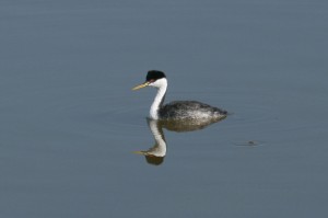 western-grebe1