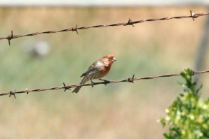 House Finch8