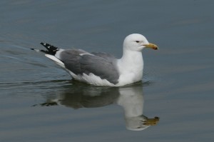 IMG_2068_am.gull123