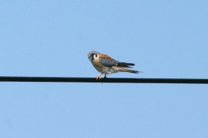 IMG_2351am.kestrel2