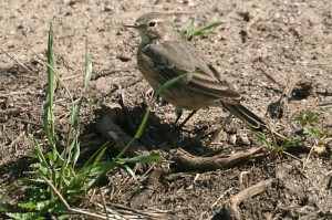 american-pipit1[1]