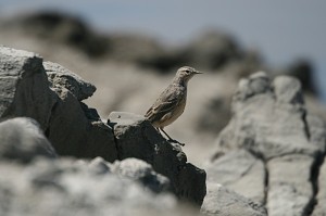 american-pipit5