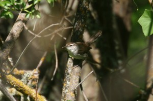 bewick-wren1