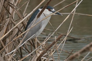 black-crowned-night-heron1