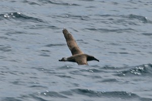 black-footed-albatross123_img_1745