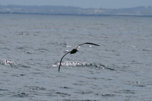 black-footed-albatross234img_1746