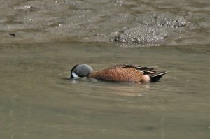 blue-winged-teal1