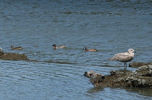 blue-winged-teal55