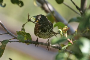 fox-sparrow1