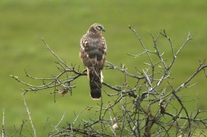 northern-harrier1[1]