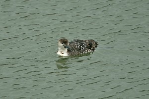 red-throated-loon1