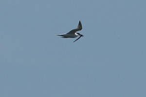 img_2538_sandwich-tern123