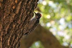 Nuttall's Woodpecker_Palo Alto,Stanford