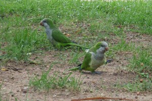 Monk Parakeet